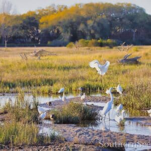 White Birds at Fish Haul