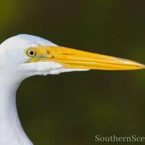 White Egret up close