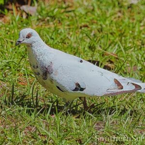 White Pigeon