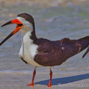 Black Skimmer Laughing