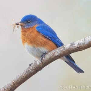 Bluebird building nest