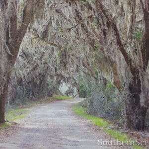 Peaceful road through the trees