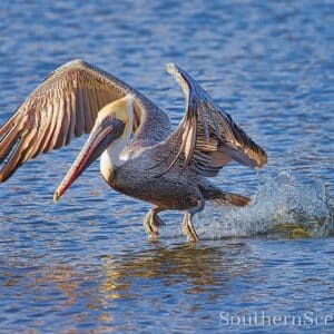 Pelican taking off