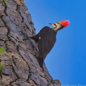 Pileated Woodpecker