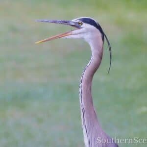 Great Blue Heron Laughing