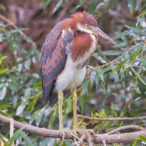 Green Heron Baby