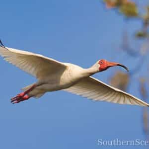 Ibis in Flight