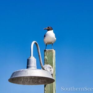 Laughing Gull