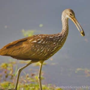 Limpkin with Lunch