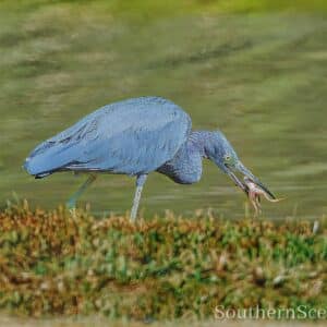 Little Blue Heron with frog