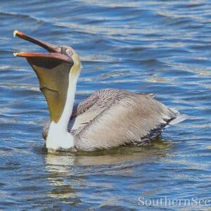 Pelican Swallowing a Fish