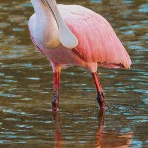 Roseate Spoonbill up close