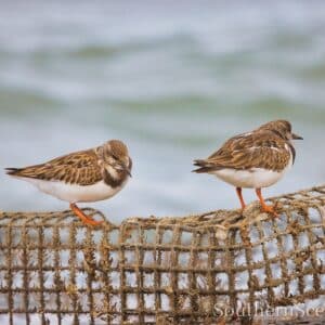 Ruddy Turnstones