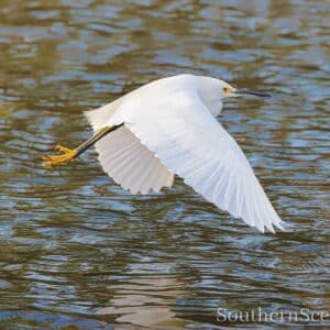 Snowy in flight