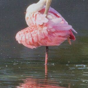 Spoonie Ballerina