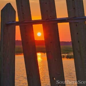 Sunrise thru Rice Trunks