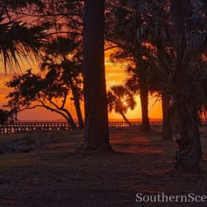 Sunrise thru the Trees