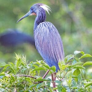 Tri-Colored Heron 2