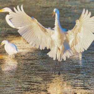 White Egret Landing