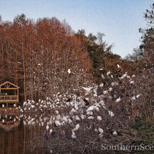 A lot of Egrets
