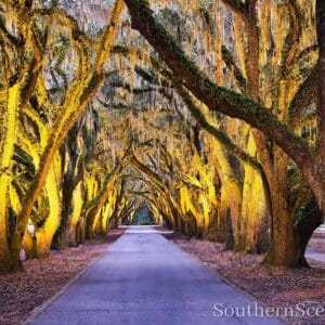 Ave Oaks at Night