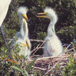 Baby Egret Bros