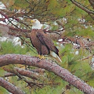 Bald Eagle