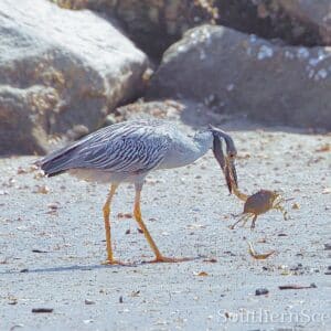 Black-Crowned Night Heron Having Lunch
