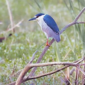 Black-Crowned Night Heron on Branch