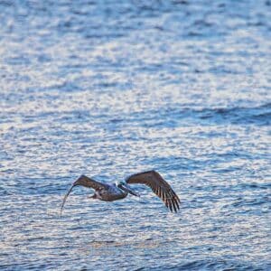 Brown Pelican at the beach