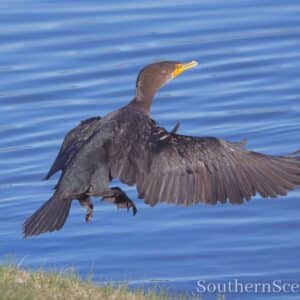Cormorant in Flight
