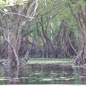 Ebenezer Creek