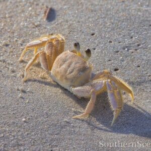 Ghost Crab