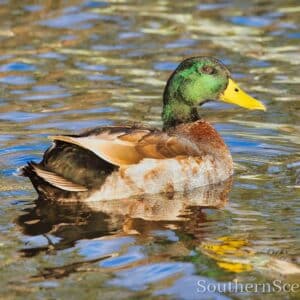 Mallard