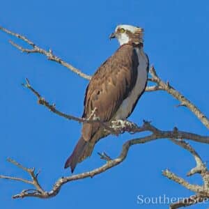 Osprey in tree