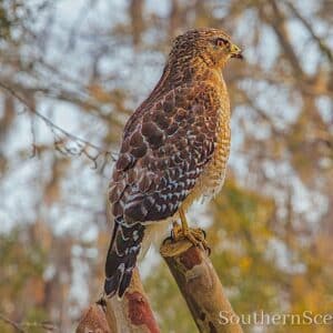 Red Shouldered Hawk