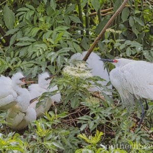 Snowy Egret and babies