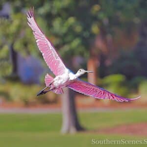 Spoonie in Flight