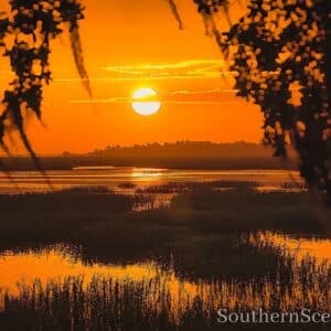 Sunrise Thru the Trees