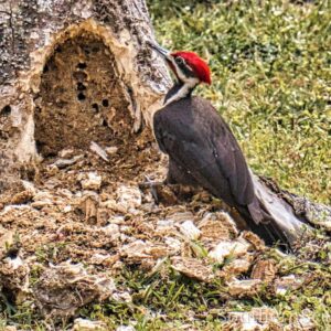 Woodpecker that's all folks