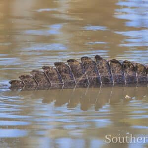 Alligator Tail