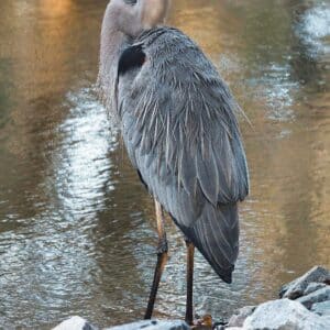 Great Blue in the Winter Wind