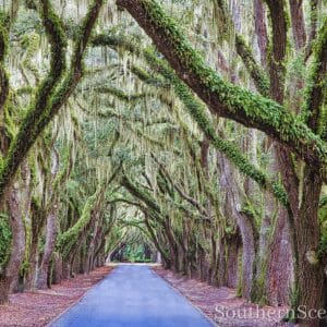 Avenue of the Oaks 3