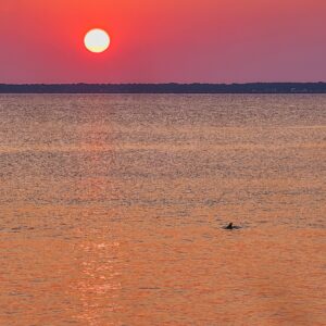 Dolphin at Sunrise