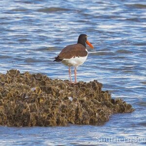American Oyster Catcher