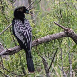 Anhinga