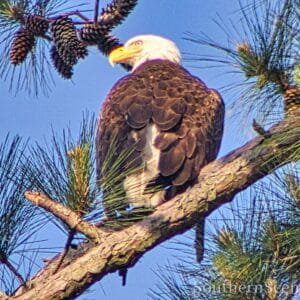 Bald Eagle