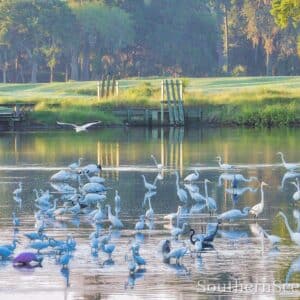Birds on a Pond 2