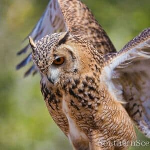 Eurasian Egle Owl in flight