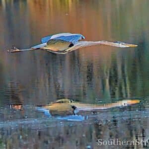Great Blue Heron flying sleek